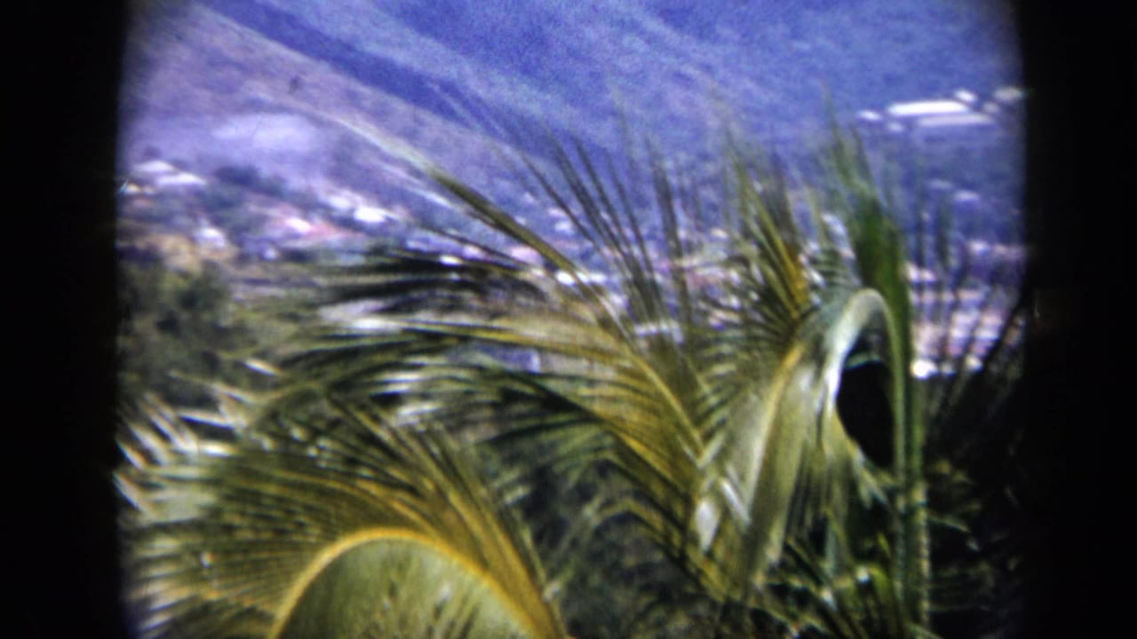 1959 Venezuela 8mm frame with palm fronds in the foreground, soft hillside vegetation, and distant terrain behind dark film edges.