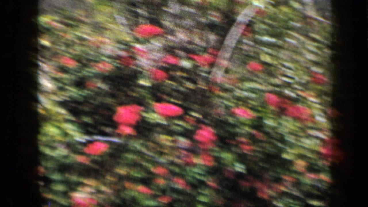 1959 Venezuela 8mm frame with red flowers among dense green plants, softened by handheld movement and archival color shift.