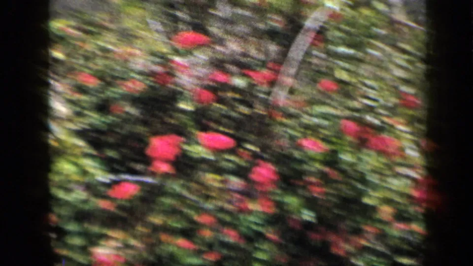 1959 Venezuela 8mm frame with red flowers among dense green plants, softened by handheld movement and archival color shift.