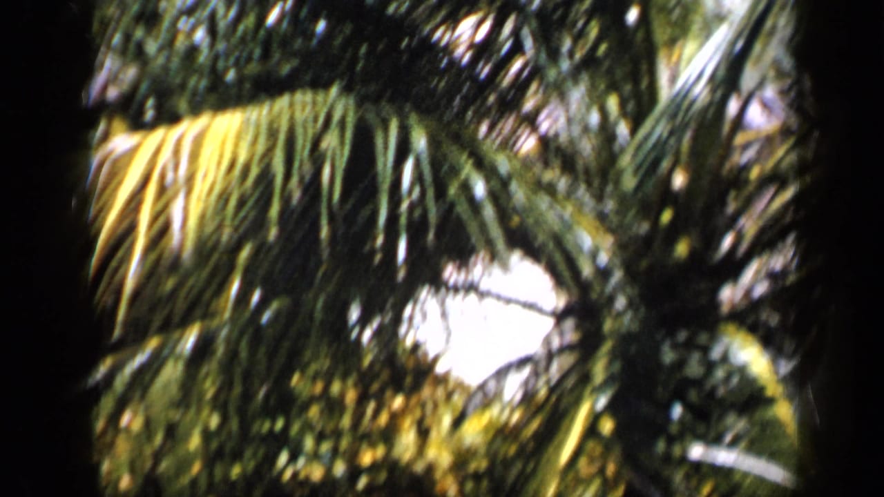1959 Venezuela home-movie frame looking into palm canopy and layered leaves, with bright sky filtering through the foliage.