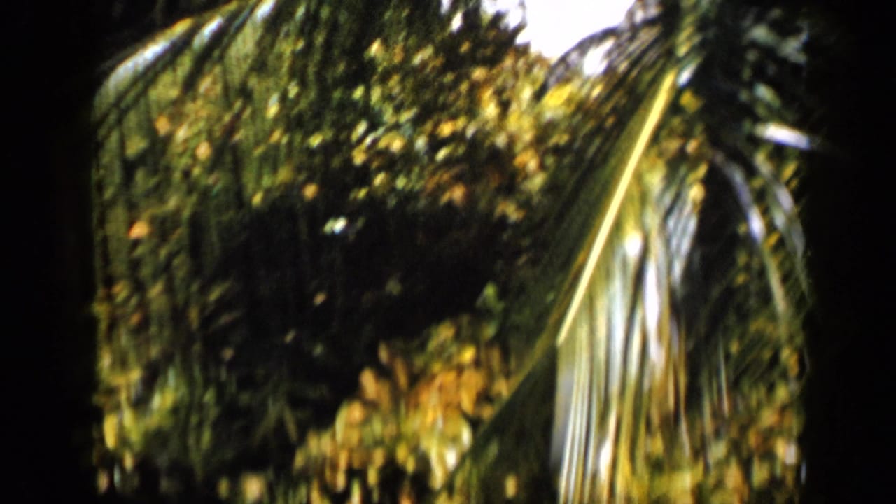 Palm fronds and dense tropical greenery in bright sunlight.