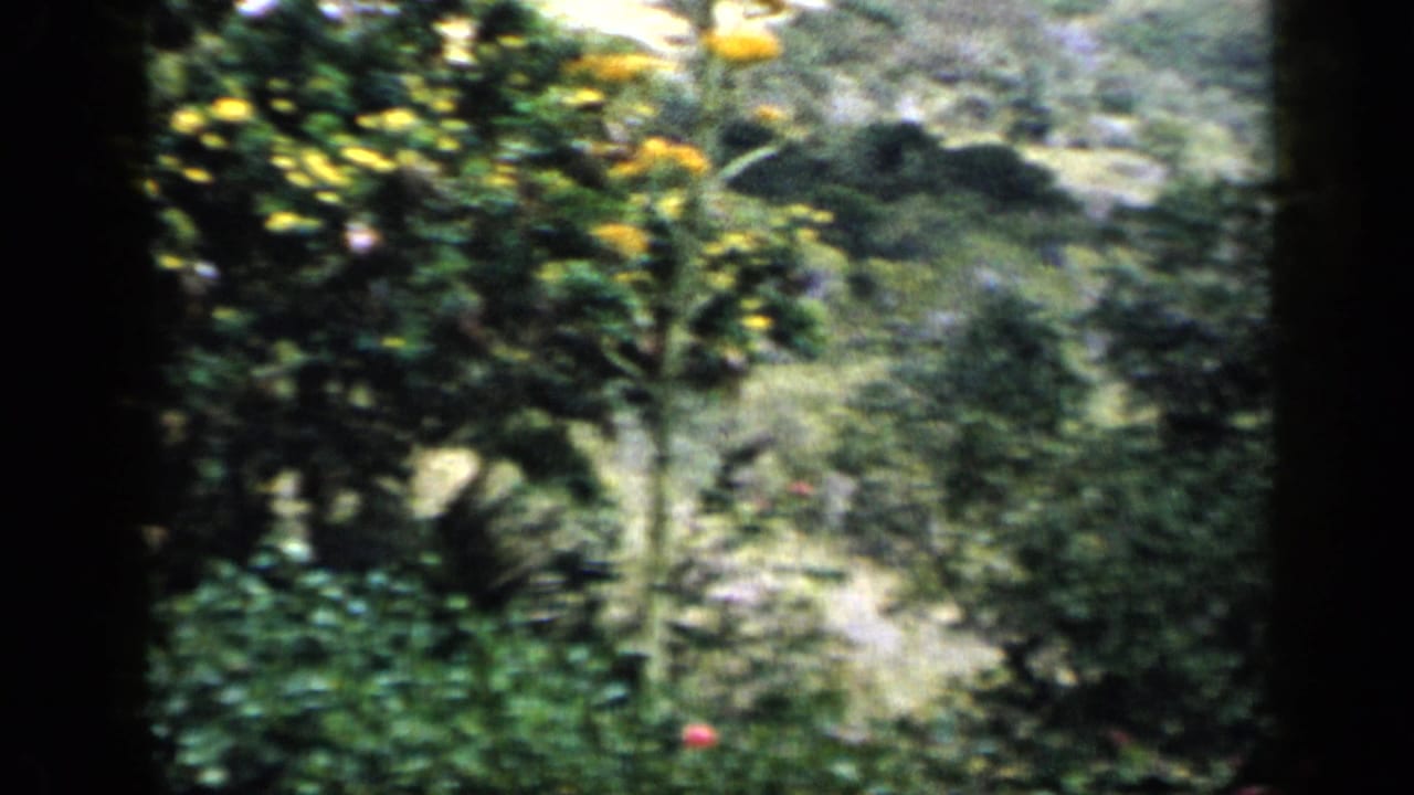 Dense tropical greenery with flowering shrubs and a small path or garden opening.