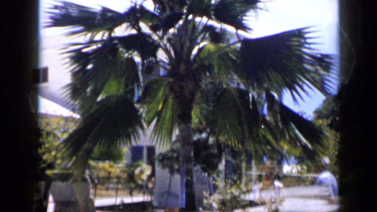 A palm tree, garden path, and light building with blue shutters appear in this 1959 Venezuela home-movie frame.