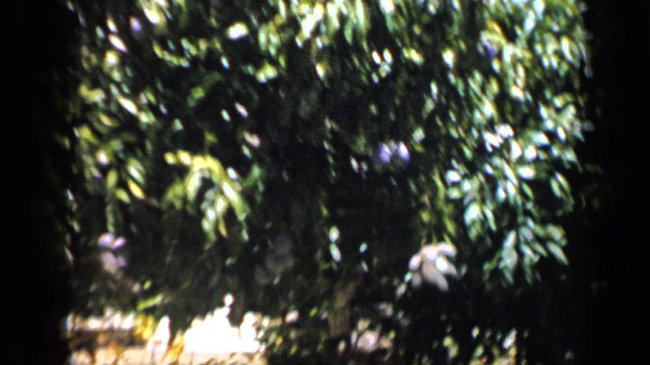 1959 Venezuela 8mm frame showing dense tropical leaves with pale hanging fruit in dappled sunlight.