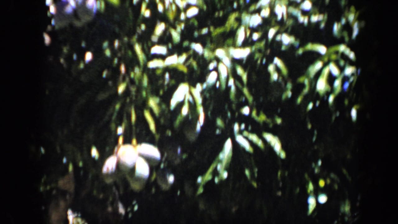 Close view of mango-like fruit hanging below dense leaves in a 1959 Venezuela home-movie frame.