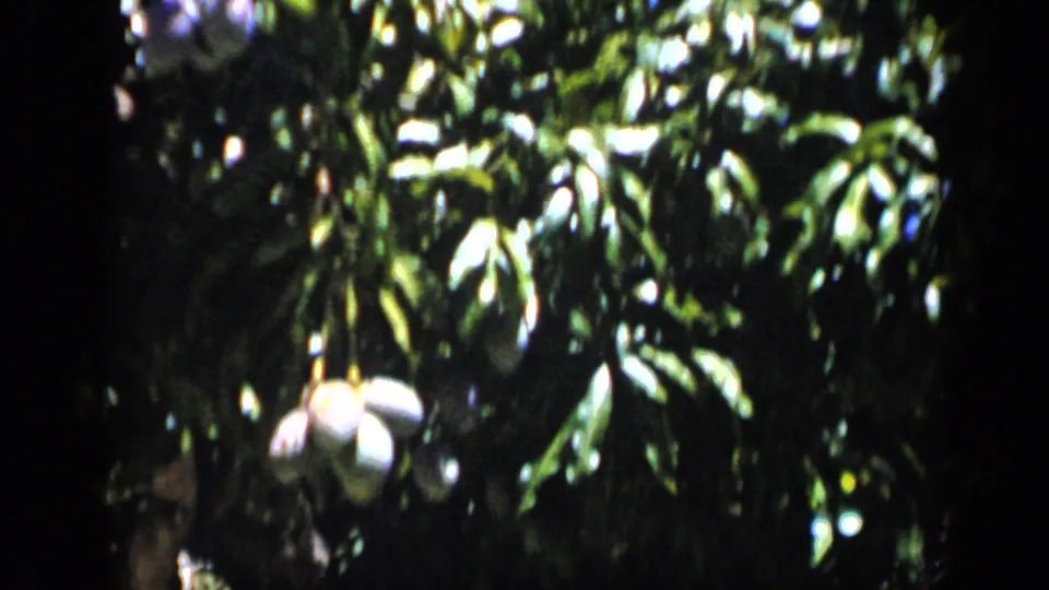 Close view of mango-like fruit hanging below dense leaves in a 1959 Venezuela home-movie frame.