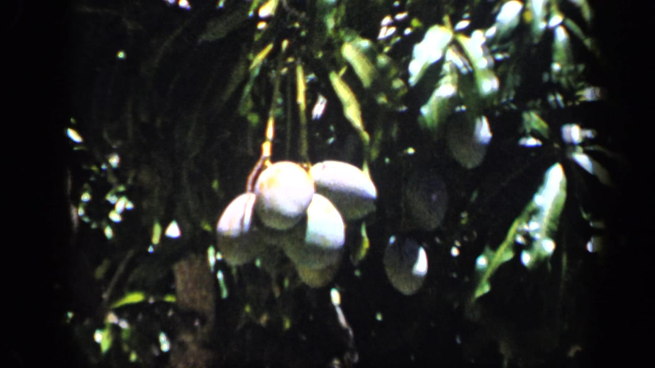 Tropical fruit and glossy foliage fill the frame, filmed in handheld 8mm color in Venezuela.