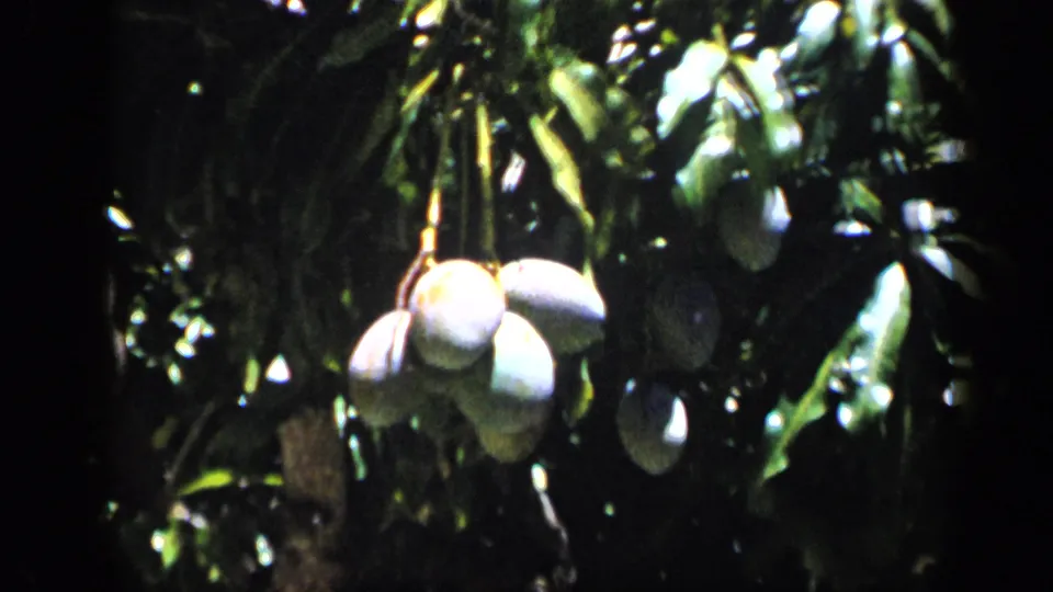 Tropical fruit and glossy foliage fill the frame, filmed in handheld 8mm color in Venezuela.