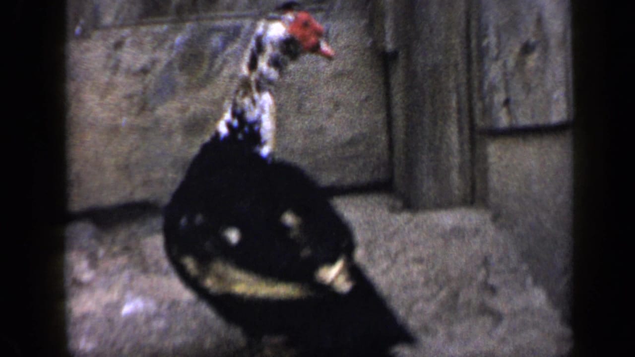 Muscovy duck with red facial caruncles standing in a rustic outdoor setting in 1959 Venezuela footage.