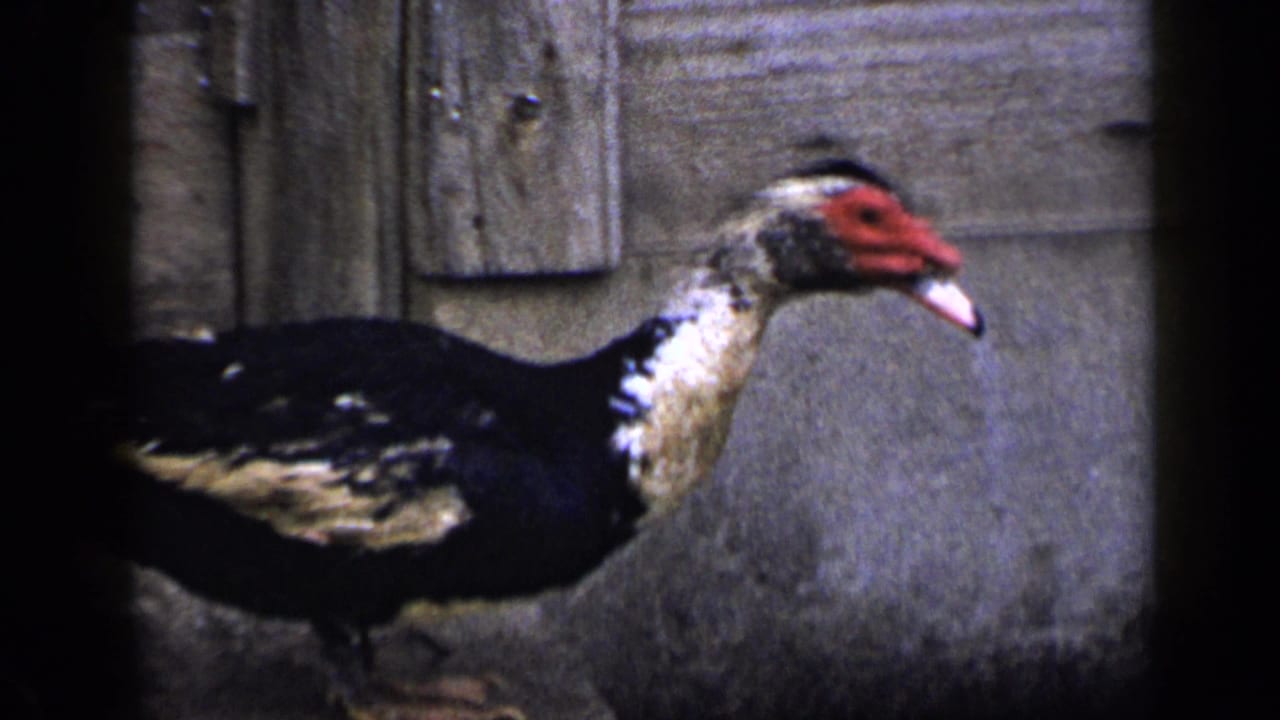 Muscovy duck walking beside a rough wall and wooden surface.