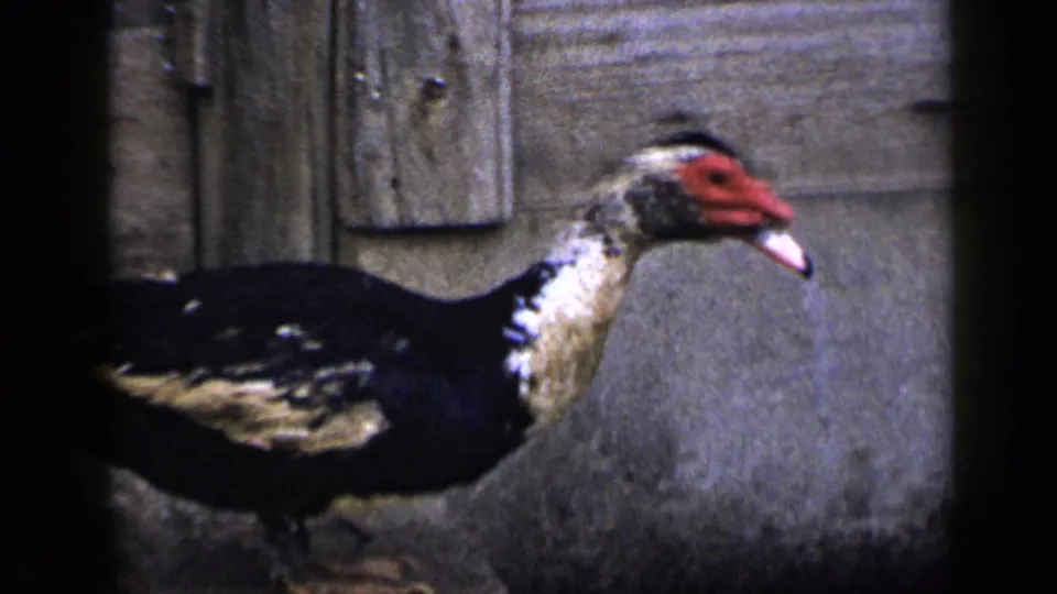 Side view of a Muscovy duck walking past a weathered wall in 1959 Venezuela home-movie footage.