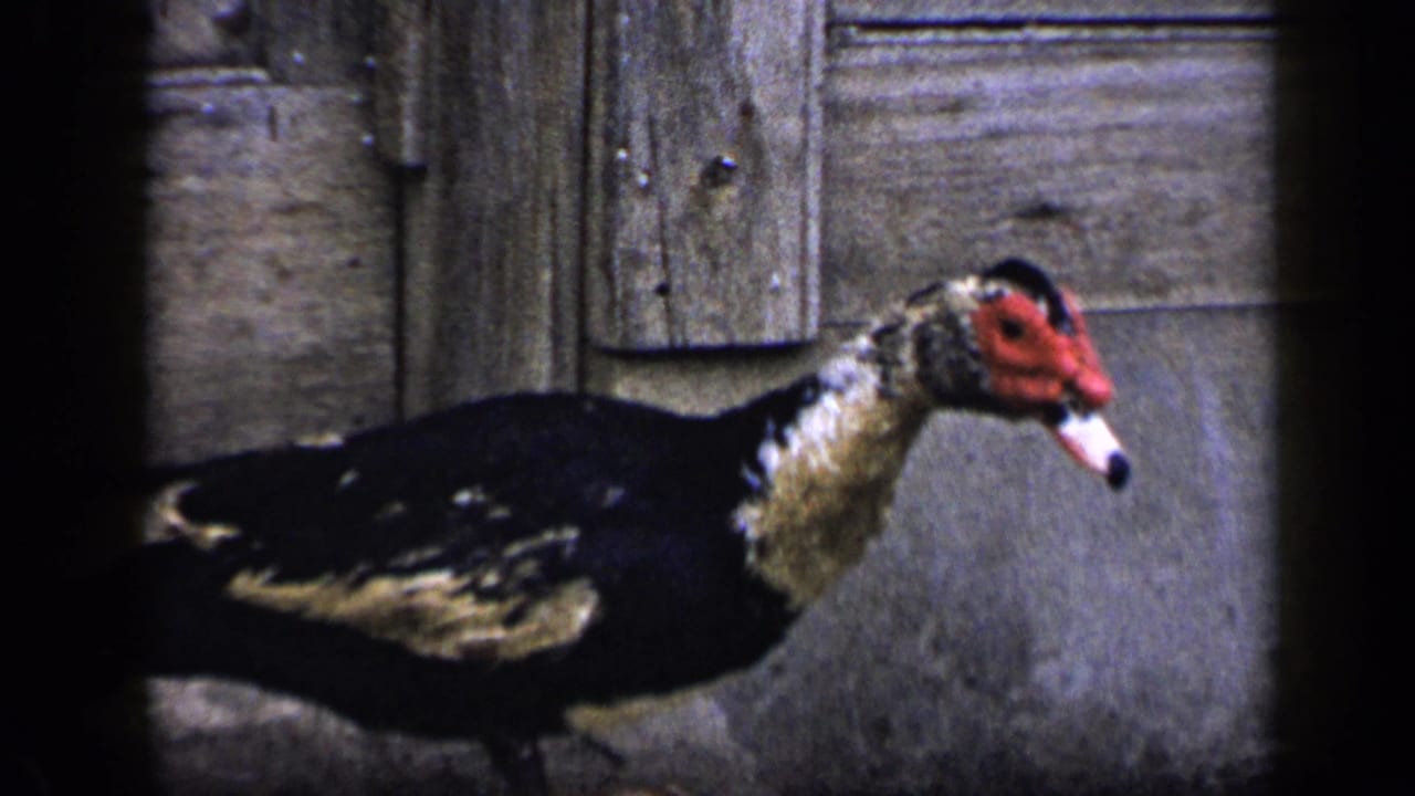 Close view of the Muscovy duck's black-and-white plumage and red face against rustic exterior surfaces.