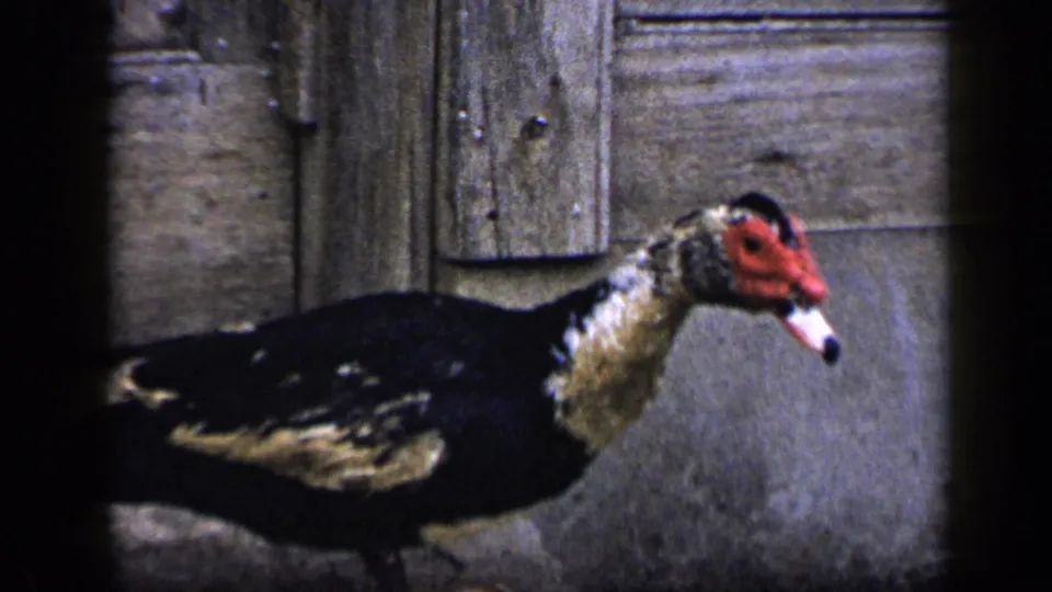 Close view of the Muscovy duck's black-and-white plumage and red face against rustic exterior surfaces.