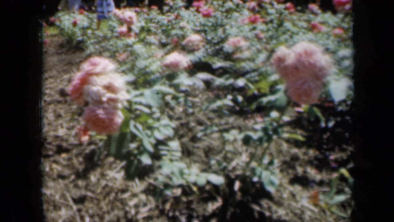 Pink roses growing in a sunlit garden bed with distant park visitors behind them.