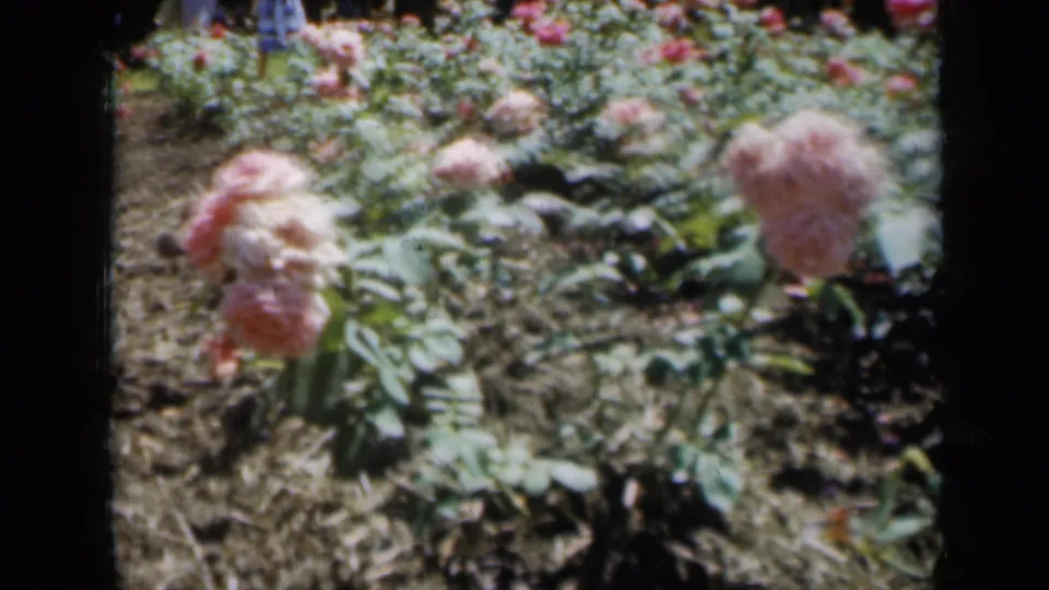 1961 Missouri 8mm frame showing pink rose bushes in a public garden with a few distant visitors walking in the background.