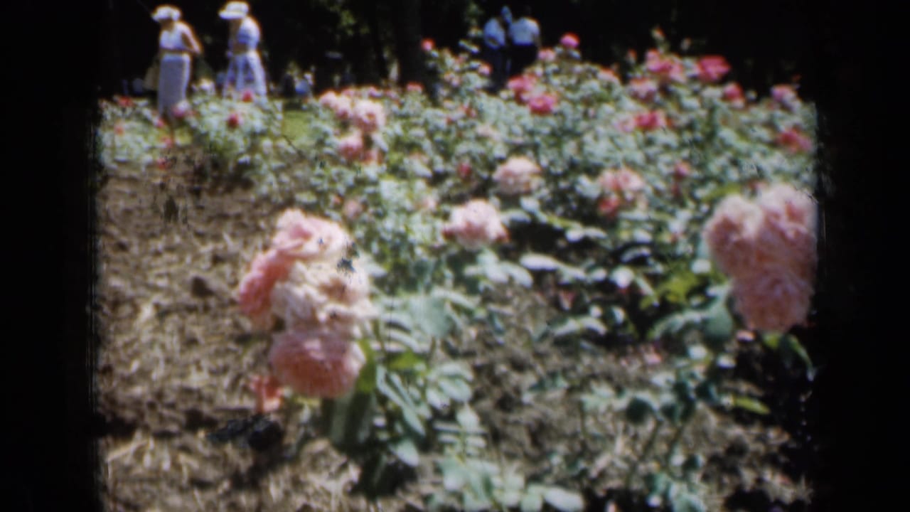 Pink rose bushes in a planted bed with several people standing or walking in the distance.