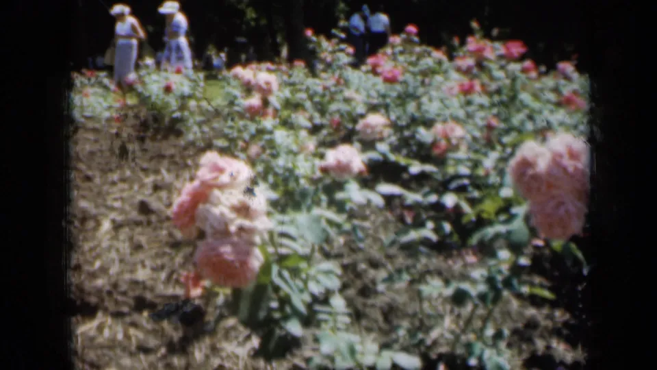 1961 Missouri home-movie frame of pale pink roses in a park garden, with distant figures near the upper edge of the scene.