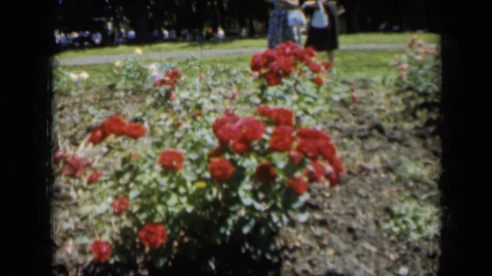1961 Missouri 8mm frame showing red rose bushes beside a lawn, with visitors partly visible in the background.