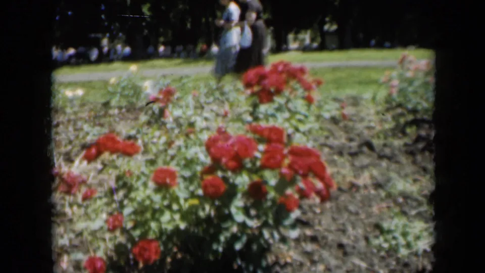1961 Missouri home-movie frame of red roses in a public garden, with soft-focus visitors moving in the background.