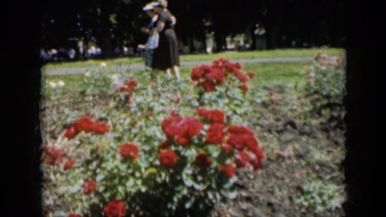 Red roses in a garden with two adults walking in the background.