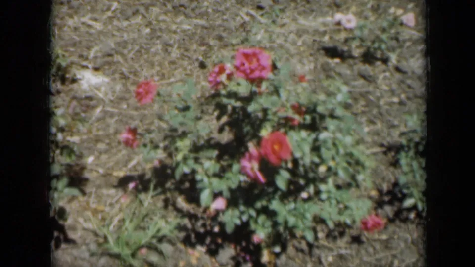 Close garden view from the 1961 Missouri footage showing a rose bush with pink and red blooms in soil and grass.
