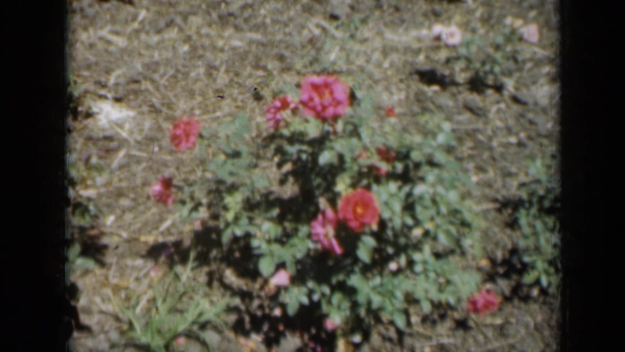 1961 Missouri 8mm frame showing pink and red roses with green leaves in a bright garden bed.