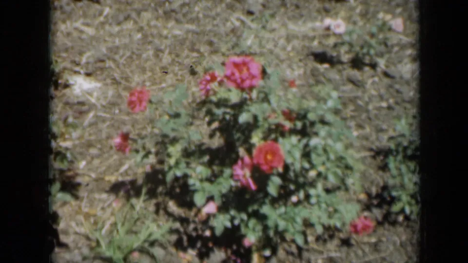 1961 Missouri 8mm frame showing pink and red roses with green leaves in a bright garden bed.