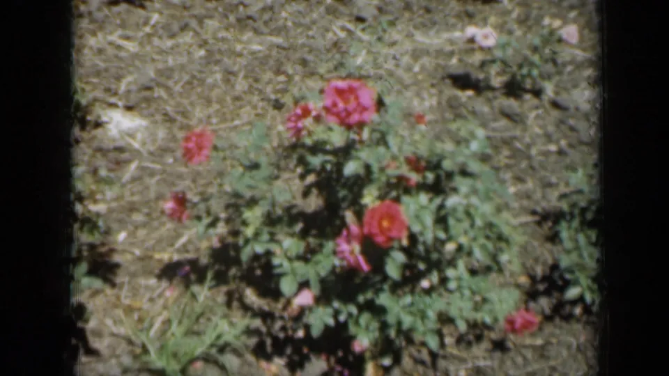 Soft 8mm view of roses and leafy plants in a Missouri garden, with soil and small blossoms visible around them.