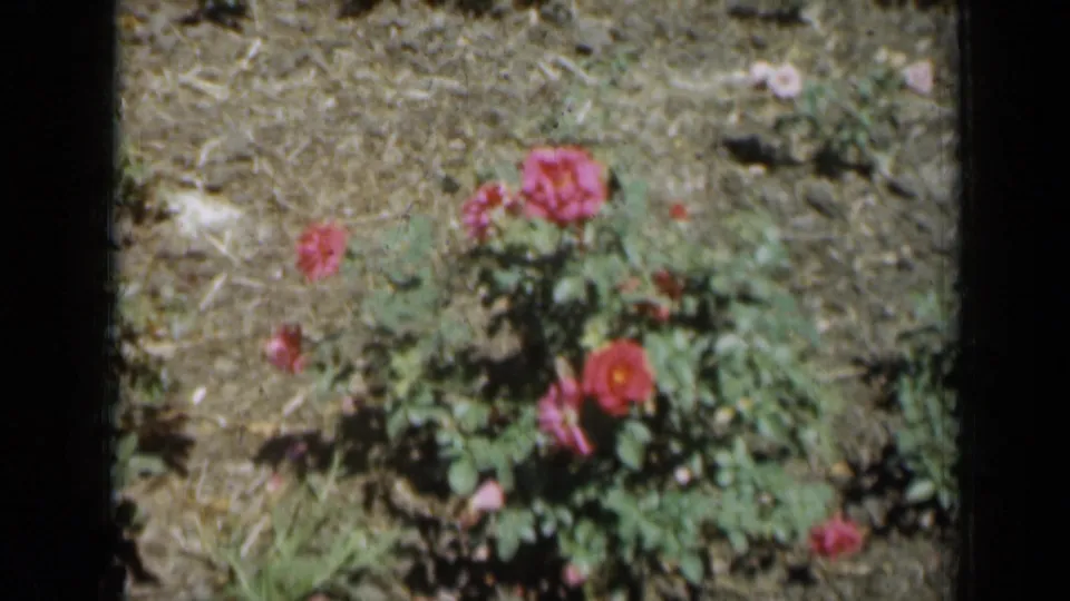 1961 Missouri home-movie frame of rose plants in a garden bed, rendered with warm color and soft 8mm texture.