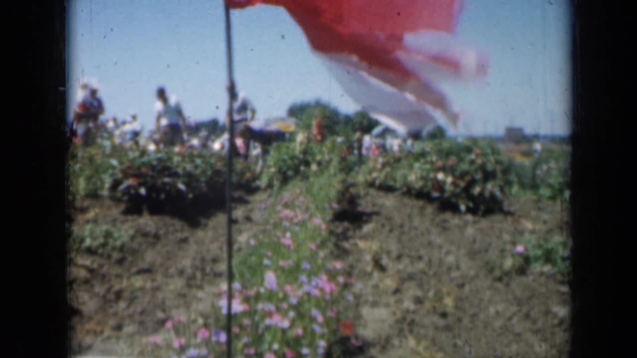 Flower garden rows with a flag edge and visitors under a clear sky.