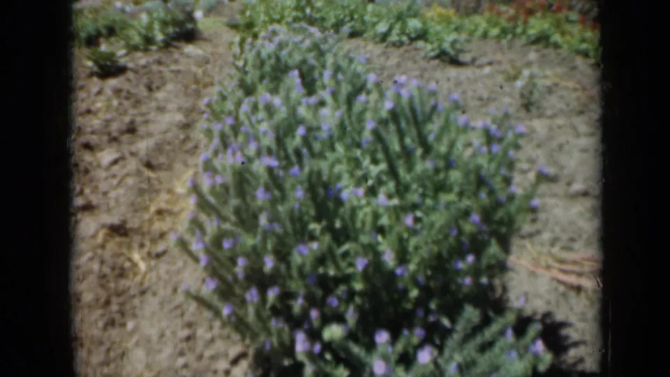 1961 Missouri 8mm close garden view focused on purple flowering plants beside dry soil and planted rows.