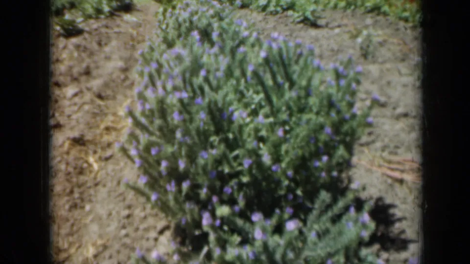 1961 Missouri home-movie frame showing purple flowers in the foreground with dry garden beds beyond.
