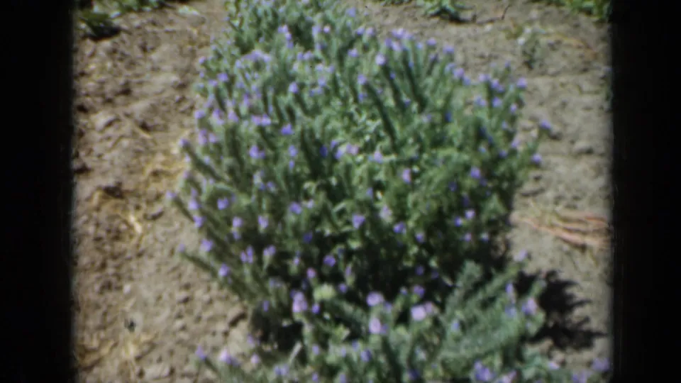 Purple flowering bush on a rural Missouri property, filmed in 1961 8mm home-movie footage with soft focus and dark frame borders.