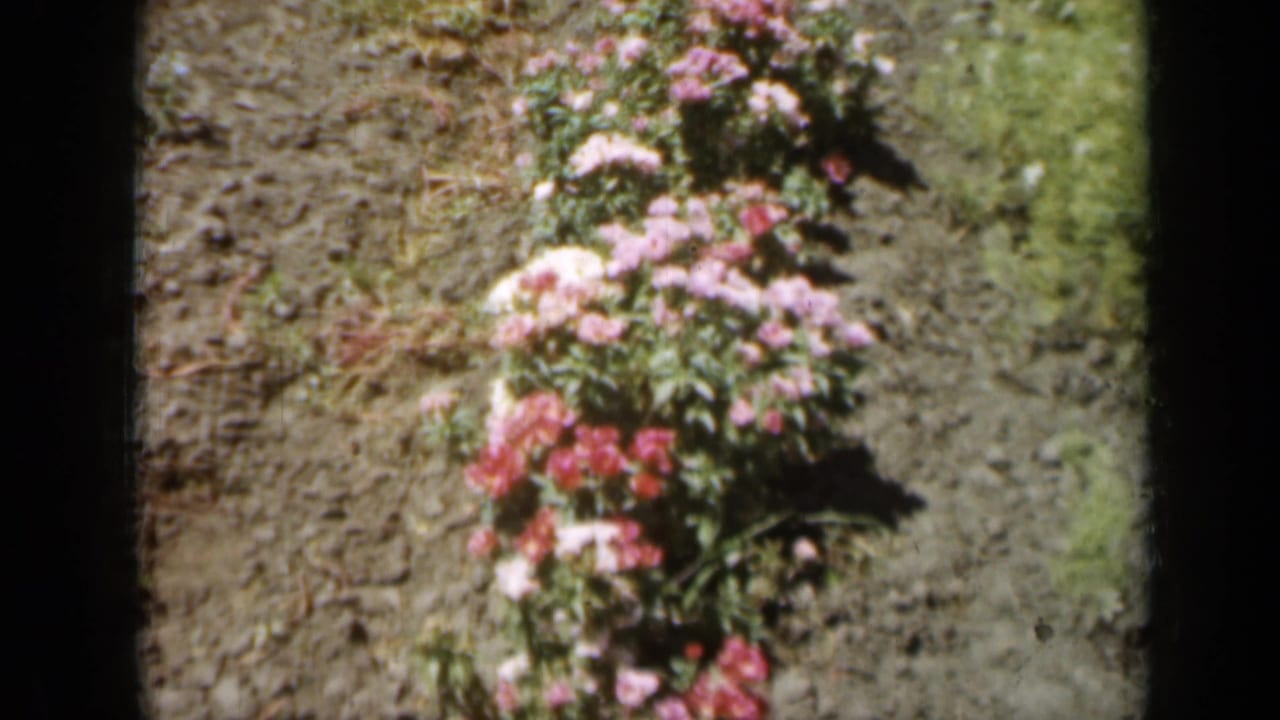Pink and white flowering plant row beside tilled ground.