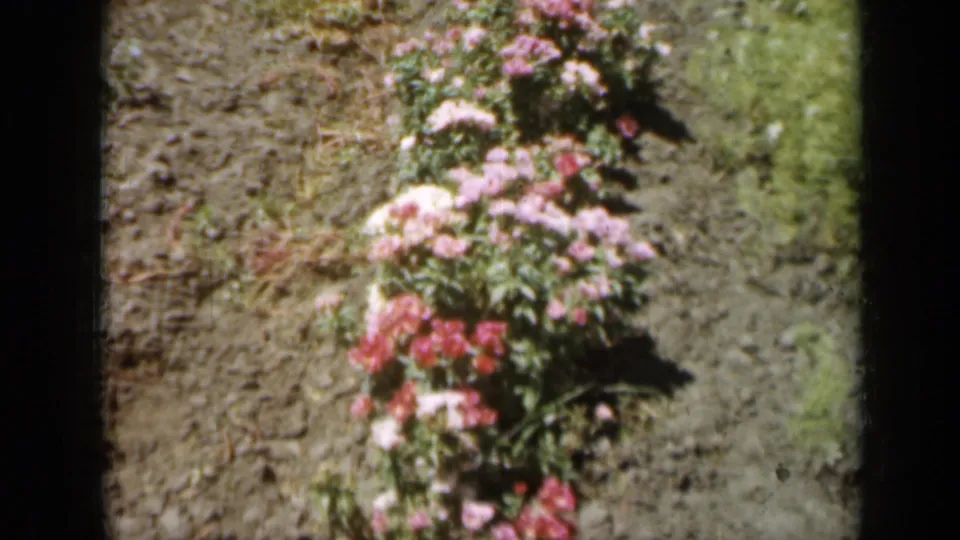 Pink and white garden blossoms appear in a planted row on a 1961 Missouri rural property, seen in warm 8mm color.