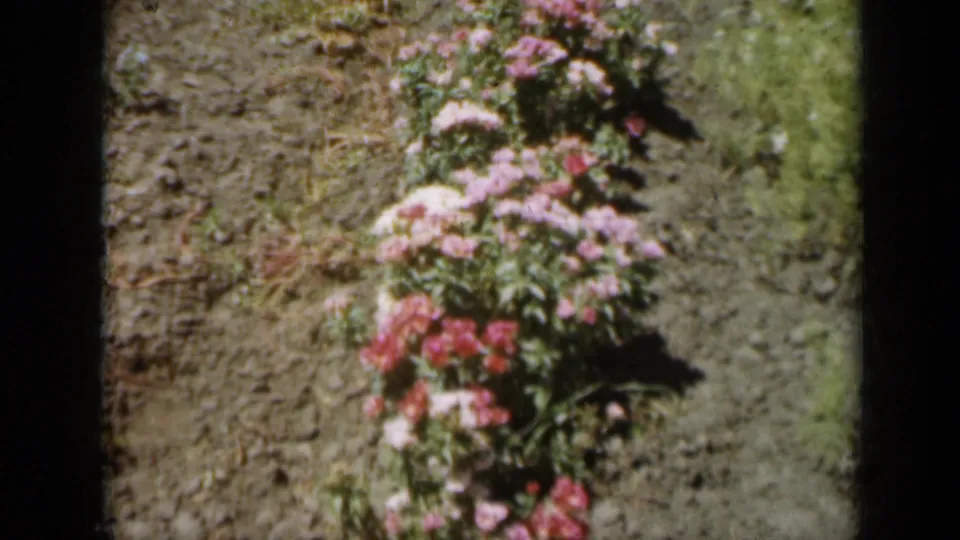 Handheld 8mm view of pink and white flowers planted in tilled earth on a rural Missouri property in 1961.