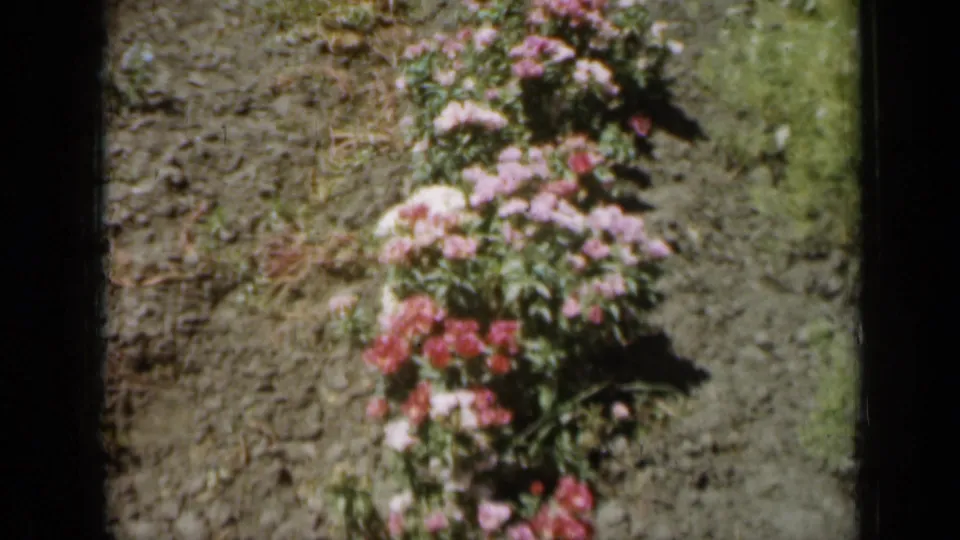 A short 1961 Missouri 8mm shot shows a flowering garden row with pink blossoms, green foliage, and surrounding tilled soil.