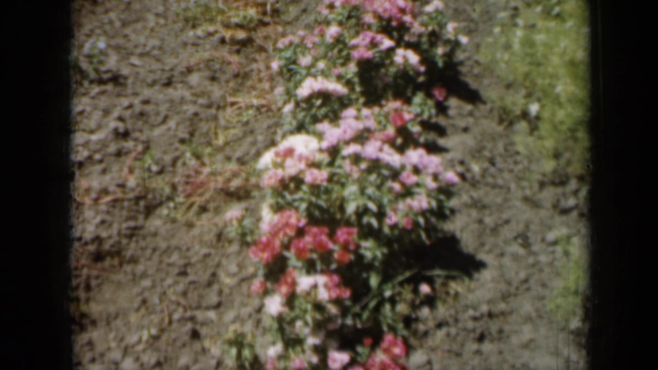 1961 Missouri 8mm frame showing pink and white garden flowers in dry soil with soft focus and dark film borders.