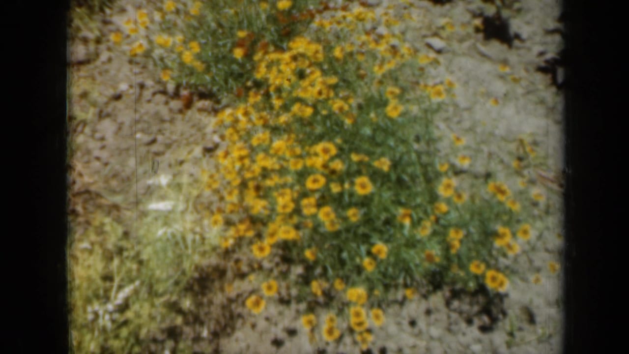 Yellow wildflowers spread across dry ground with grass around the edges.