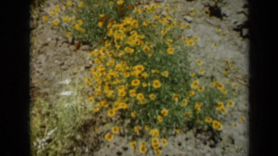 1961 Missouri 8mm frame showing yellow flowers across a dry, grassy garden patch with soft grain and handheld framing.