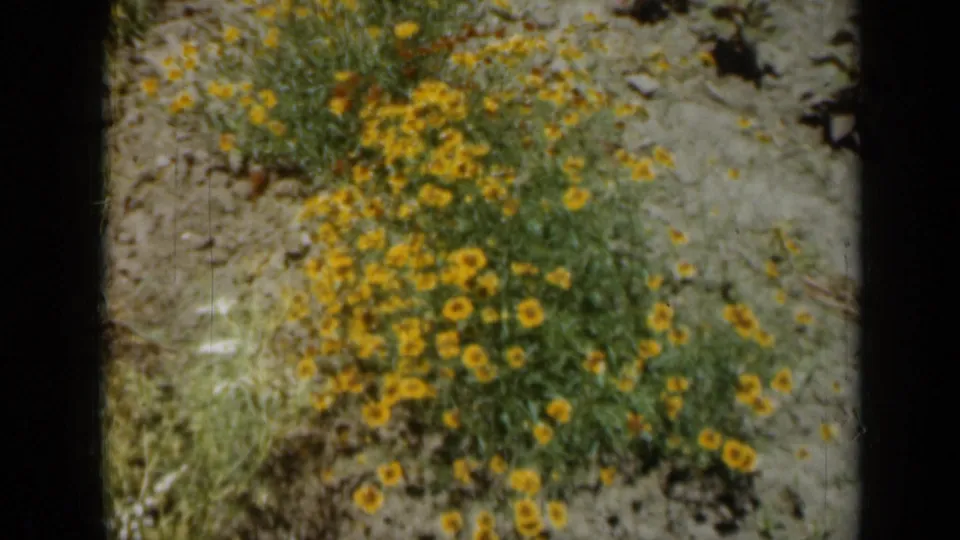 1961 Missouri 8mm frame of dense yellow wildflowers in a dry garden field, with visible grain and dark frame edges.