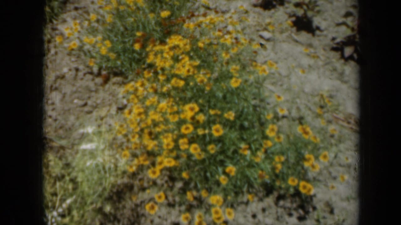 1961 Missouri 8mm frame showing yellow garden flowers and dense greenery, with dark film-frame borders around the scan.