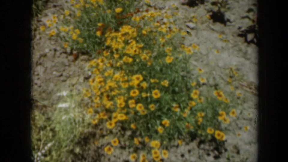 1961 Missouri 8mm frame showing yellow garden flowers and dense greenery, with dark film-frame borders around the scan.