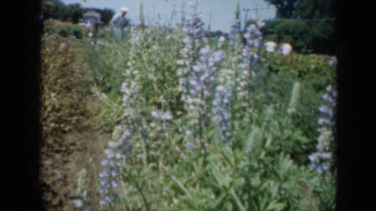 1961 Missouri garden view with tall purple flower spikes in the foreground and small distant visitors near a path.