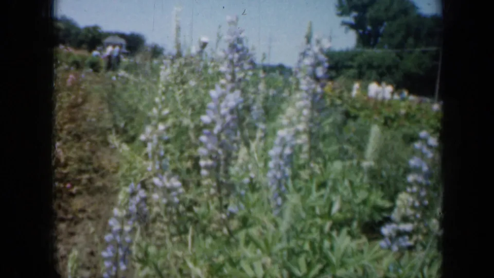 1961 Missouri 8mm frame of purple garden flowers close to the camera, with visitors and planting beds in the distance.