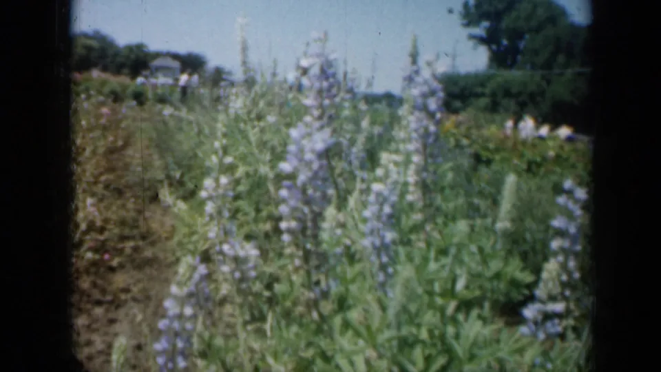 1961 Missouri garden frame with purple flowers in soft focus and indistinct people walking beyond the beds.