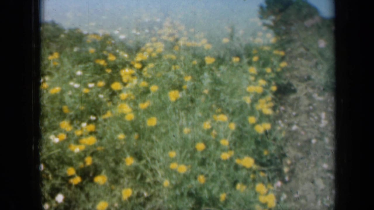 1961 Missouri 8mm frame of yellow and white flowers in a green outdoor patch, with soft focus and dark film edges.
