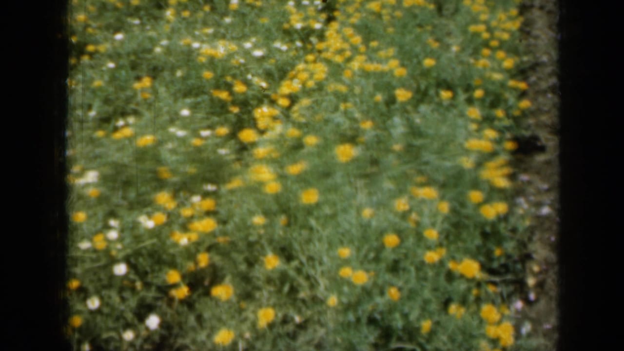 1961 Missouri 8mm view of a dense flower patch with yellow blooms, scattered white blossoms, and visible film grain.