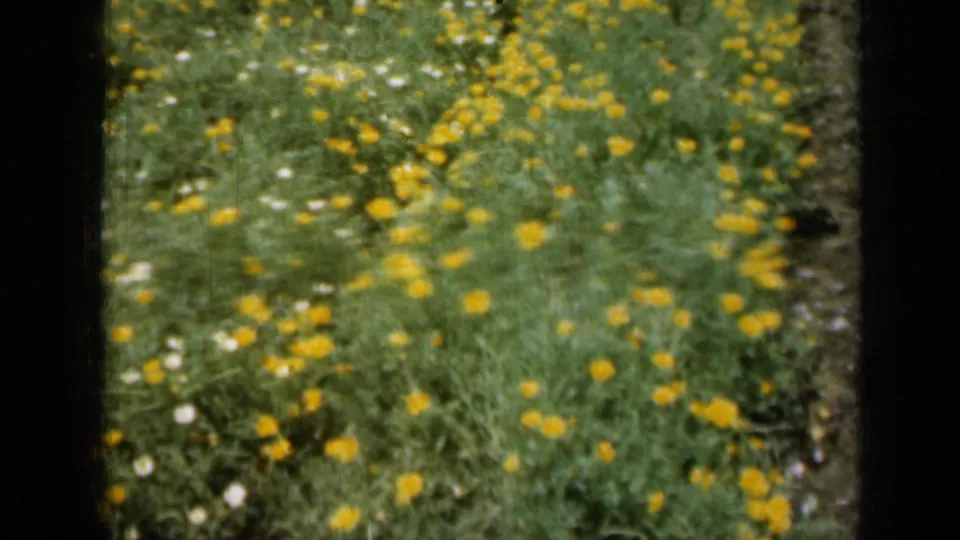 1961 Missouri 8mm view of a dense flower patch with yellow blooms, scattered white blossoms, and visible film grain.