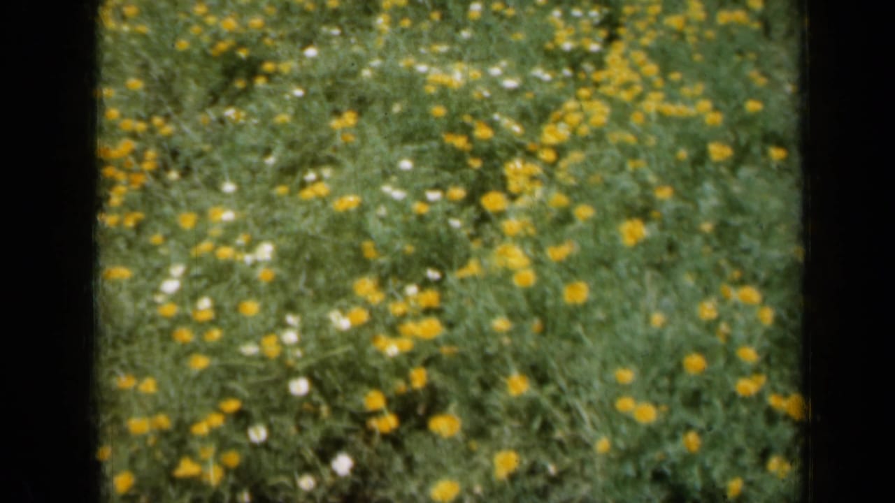 1961 Missouri home-movie frame showing yellow flowers scattered through tall green grass with small white blossoms.